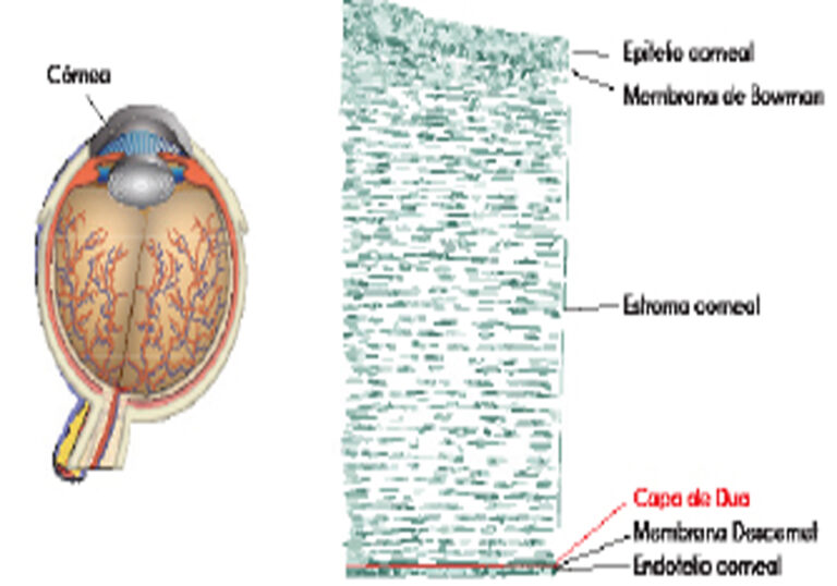 La nueva capa de la córnea