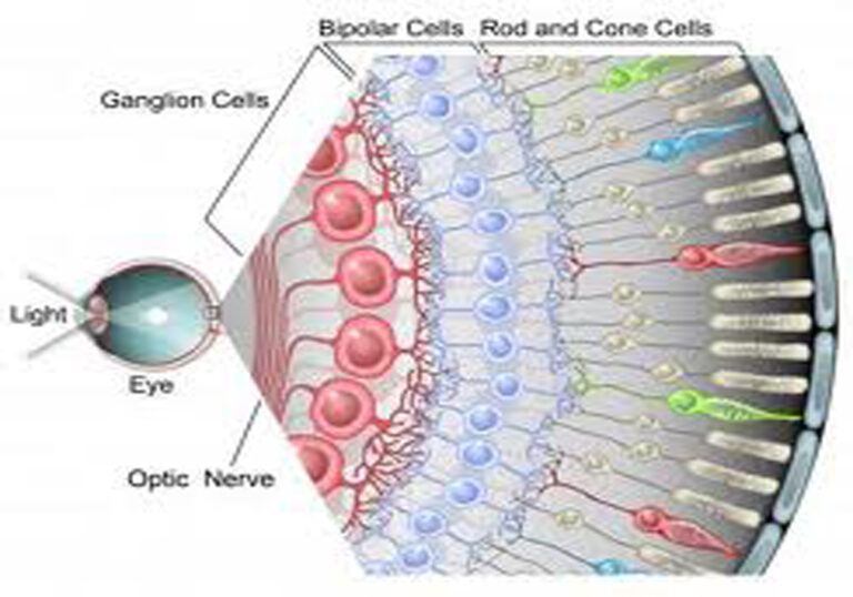 Regeneración de células retinianas con células madre de la pulpa dental