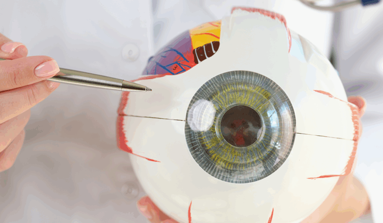 Principales procesos fisiológicos de retina y coroides